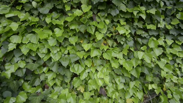 le foglie di edera mosse dal vento