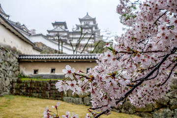 Himeji Castle as seen from behind the cherry blossoms (sakura)
