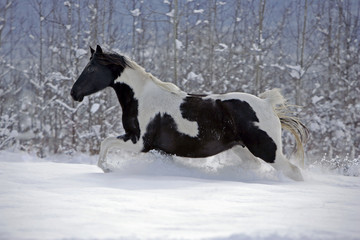 Black and White Paint Foal running in fresh snow