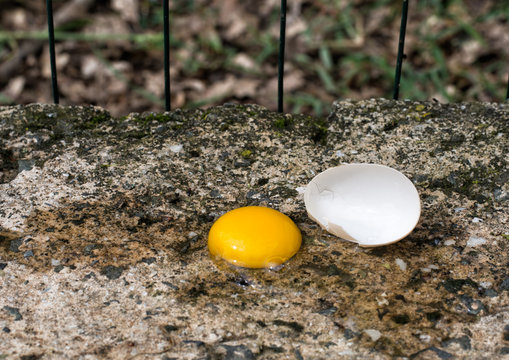 Broken Hen's Egg On Wall. Magpie Action.