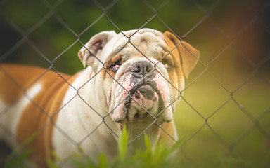 Guard dog behind the fence - English Bulldog