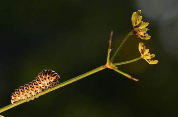 Caterpillar of Swallowtail (Papilio swallowtail)