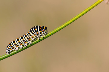 Caterpillar of Swallowtail. Papilio swallowtail, Saint-Ambroix