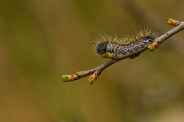 Caterpillar Woolly of the Blackthorn