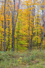 Beautiful Colorful Autumn Leaves