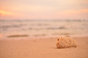 dry coral on tropical sunset beach.