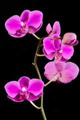 Fototapeta na wymiar A stem of Orchid flowers