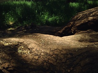 Fototapeta premium base of tree