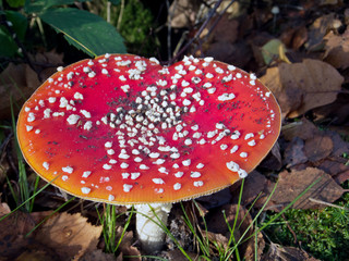 Fly Agaric Toadstool (Amanita muscaria)
