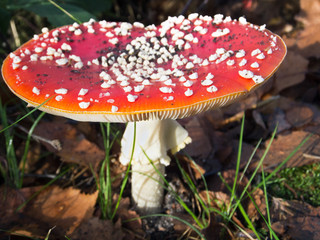 Fly Agaric Toadstool (Amanita muscaria)