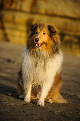 Sheltie sitting at the beach with bluffs 