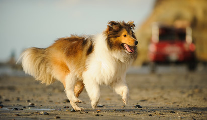 Sheltie running at the beach with lifeguard truck in the background