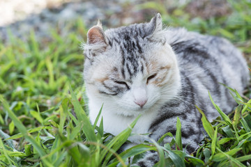 domestic cat in outdoor