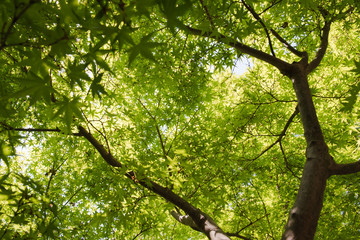 Fototapeta na wymiar Green Maple Leaves