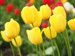 Fototapeta premium チューリップ