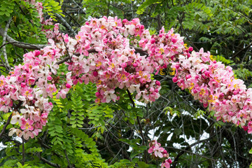 Obraz premium Cassia javanica pink flowering tree in Belize