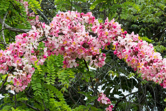 Cassia javanica pink flowering tree in Belize