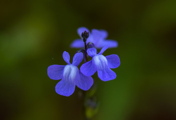 Fototapeta na wymiar Blue Toadflax (Linaria canadensis)