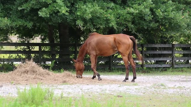 Horse grazing in a field 