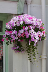 Beautiful hanging basket in a Dartmouth street