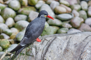 Inca Tern (Larosterna inca)