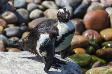 Naklejka premium African Penguin (Spheniscus demersus)
