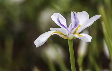Fototapeta premium White Beardless Iris. Shot at the Trump National Golf Course in Rancho Palos Verdes, California