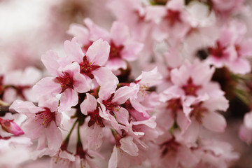 Pink cherry blossoms in garden outdoors close up
