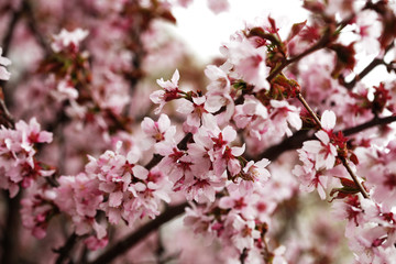 Pink cherry blossoms in garden outdoors close up