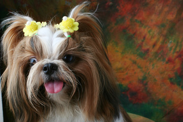 Shih Tzu dog sitting in studio on a varicolored background