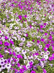 view of pink flowers in garden.
