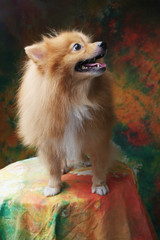 Pomeranian dog in studio on a varicolored background