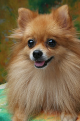 Pomeranian dog in studio on a varicolored background
