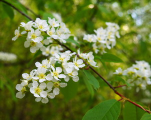 Closeup of bird cherry flower cluster. Shallow depth of field.