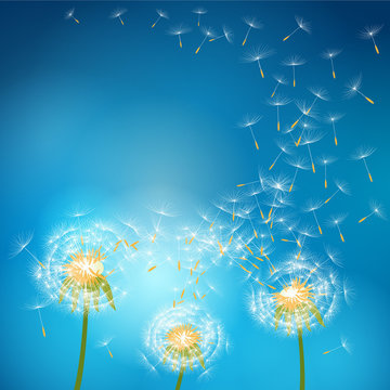 Dandelion flower with seeds flying away with the wind - vector nature background