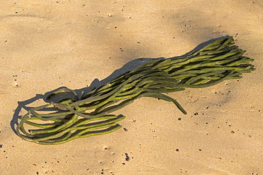 Closeup of green sea fingers sponge seaweed (Codium fragile) on the sand in Australia