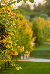Obraz premium Branch of linden flowers in park