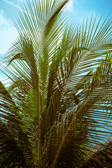 Fototapeta premium Palm leaves branch on the blue sky background. Tropical Background.