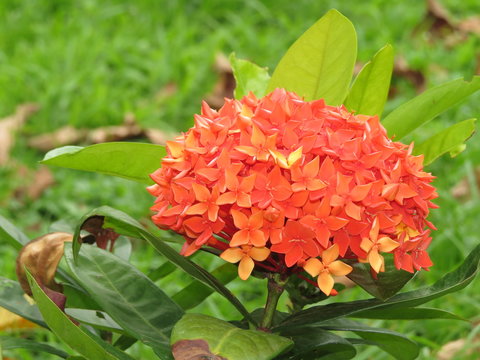 Fototapeta big Red flower