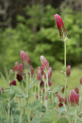 Field of Crimson Clover in Bloom