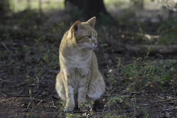 Naklejka na ściany i meble cat sitting in the ground with sunlight