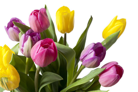 cropped image of colorful tulips.