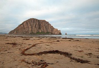 Serpentine Sea Kelp at Morro Rock At Sunrise at Morro Bay State Park popular vacation / camping spot on the Central California Coast USA