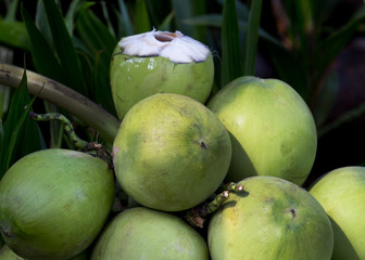 Topical coconuts.