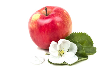 one large apple with apple flower
