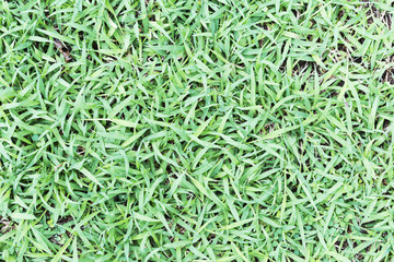grass top view closeup