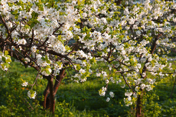blooming plum garden at sunset