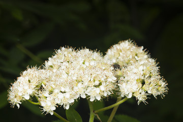 White flowers cluster of blossoming rowan tree, sorbus aucuparia, close-up, selective focus, shallow DOF