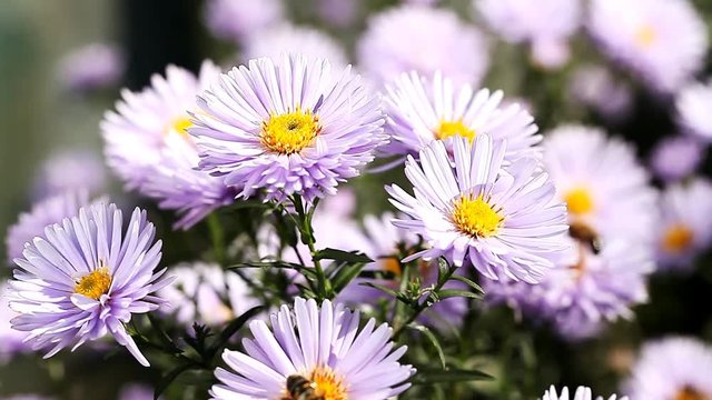 insects collect nectar from blooming flowers  /  insects collect nectar from blooming flowers, pollination, instincts