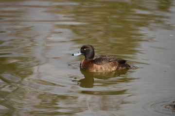 Tufted Duck (aythya fuligula)